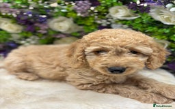 Cockapoo dogs for sale: Beautiful Cockapoo pups looking for forever homes in Treharris - Image 3