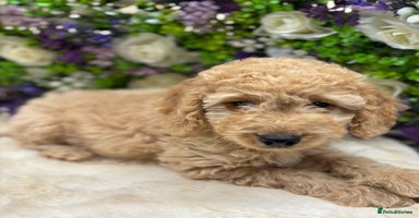 Cockapoo dogs in Treharris - Advert 12