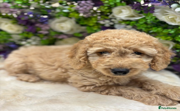 Cockapoo dogs in Treharris - Advert 14