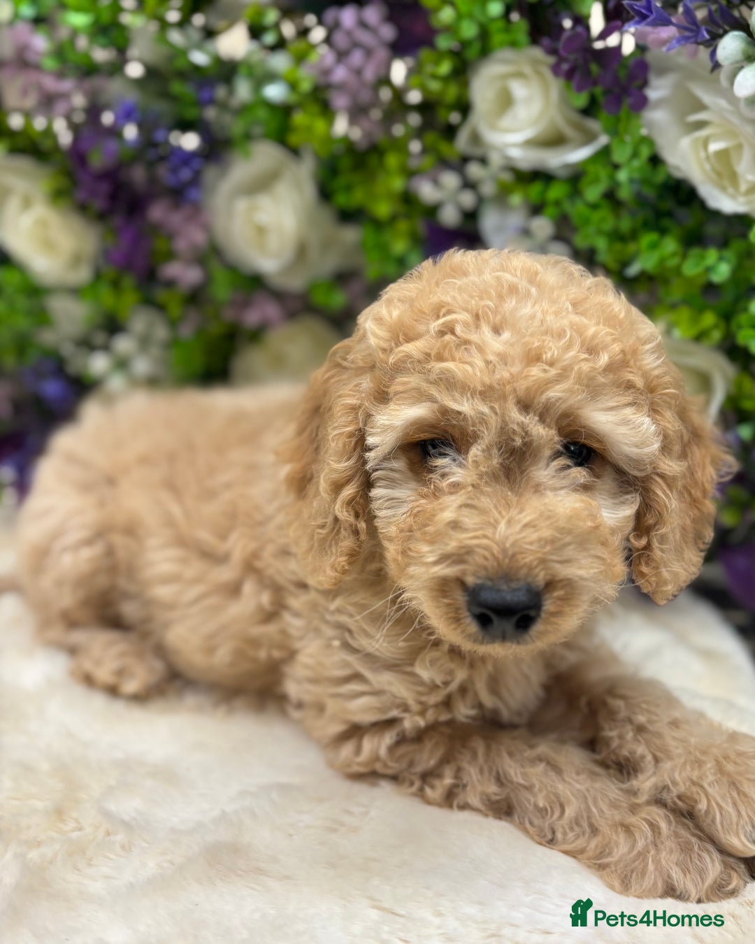 Cockapoo dogs for sale: Beautiful Cockapoo pups looking for forever homes in Treharris - Image 3