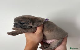 French Bulldog dogs for sale: French bulldog pedigree litter - Image 6