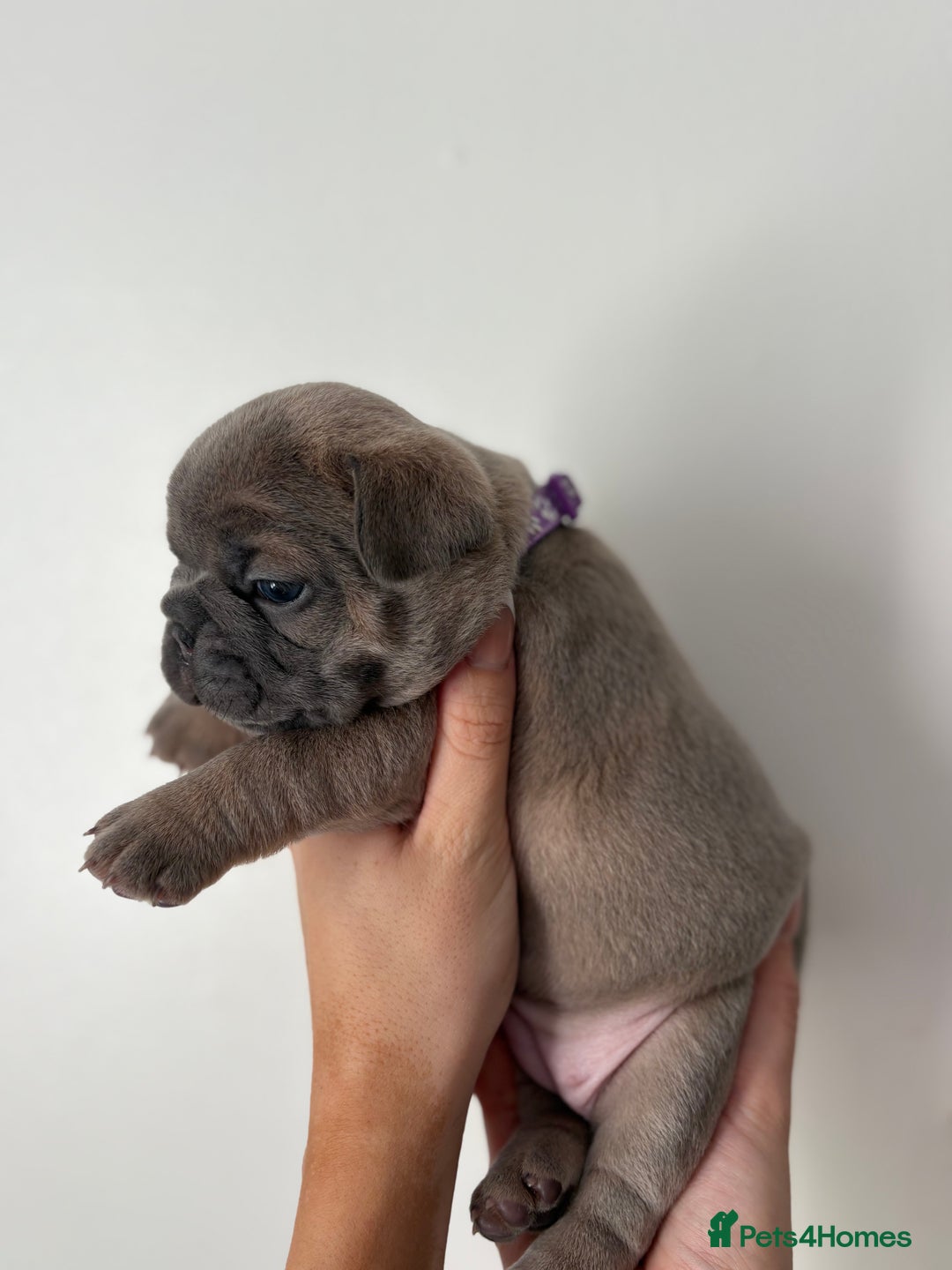French Bulldog dogs for sale: French bulldog pedigree litter - Image 6