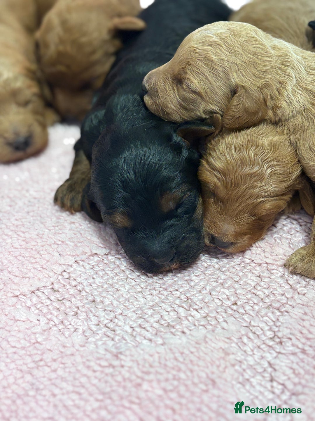 Jackapoo dogs for sale: Beautiful litter of 6 F1B Jackapoos - Image 8