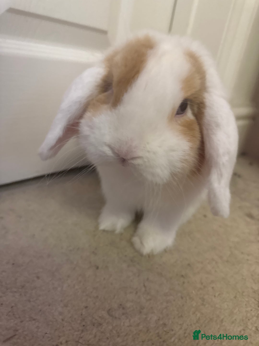 Mini Lop rabbits for sale: Male mini lop in need of friends - Advert 5