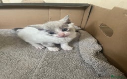 British Shorthair cats for sale: 6 adorable BSH kittens looking for forever homes  - Image 10