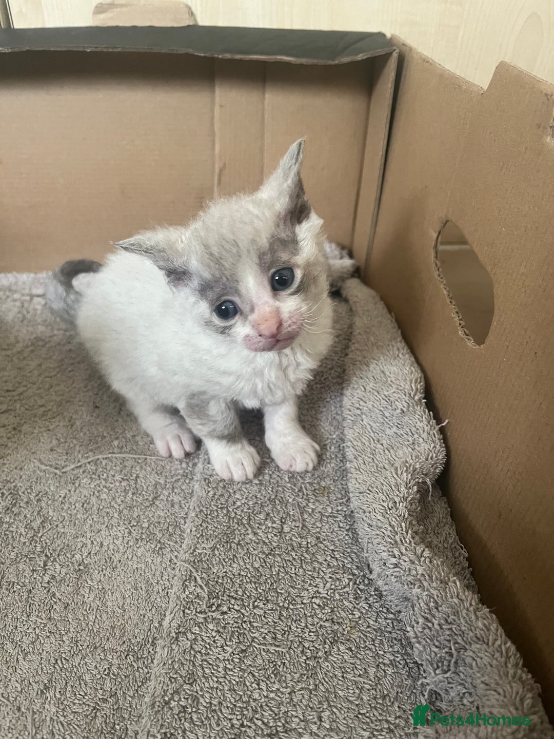 British Shorthair cats for sale: 6 adorable BSH kittens looking for forever homes  - Image 10