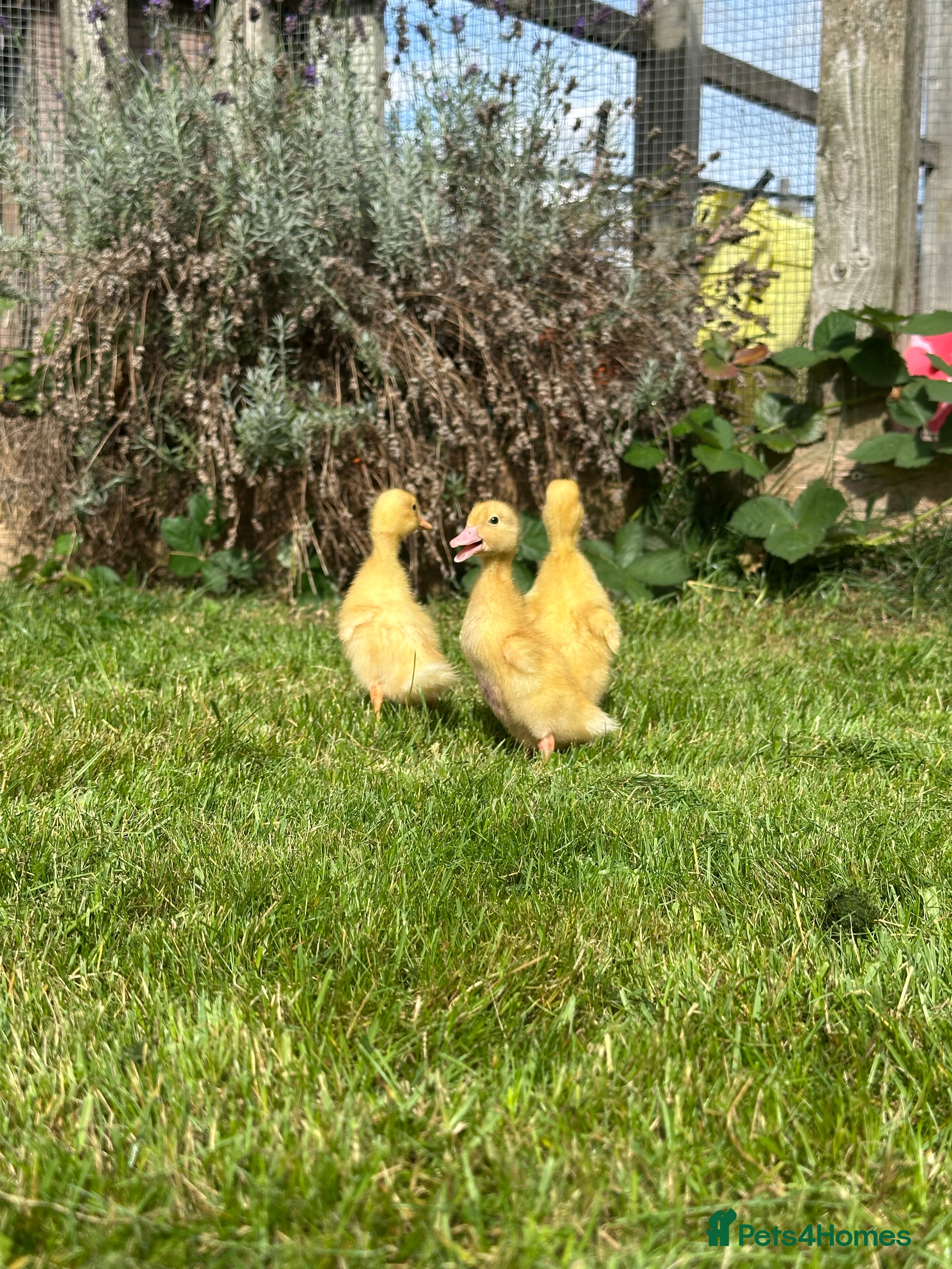 Ducks poultry Day old female ducklings  - Advert 8