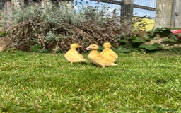 Ducks poultry for sale: Day old female ducklings  - Image 1