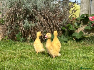 Ducks poultry - Advert 12