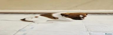 Jack Russell 2