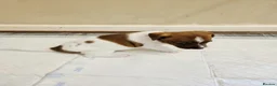 Jack Russell dogs for sale: Jack russell puppies  - Advert 4