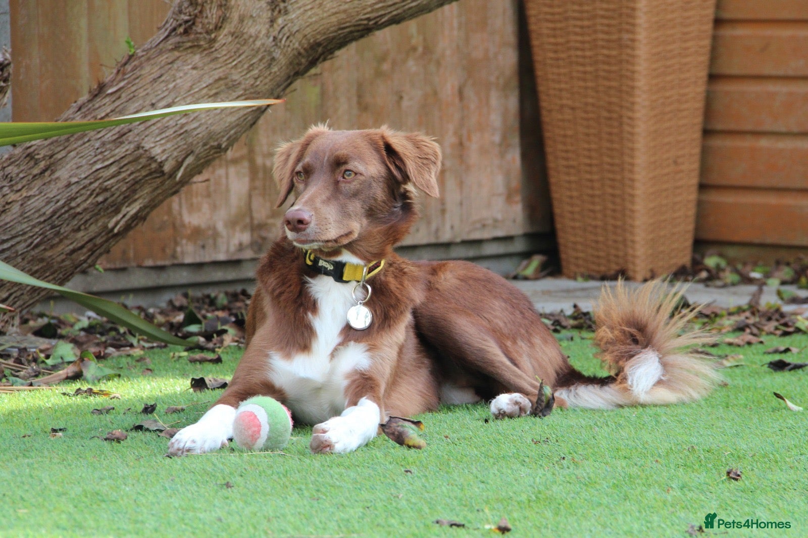 Mixed Breed dogs Lovely Gem needs her family  - Advert 1