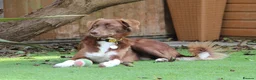 Mixed Breed dogs for sale: Lovely Gem needs her family  in Aldershot - Advert 1