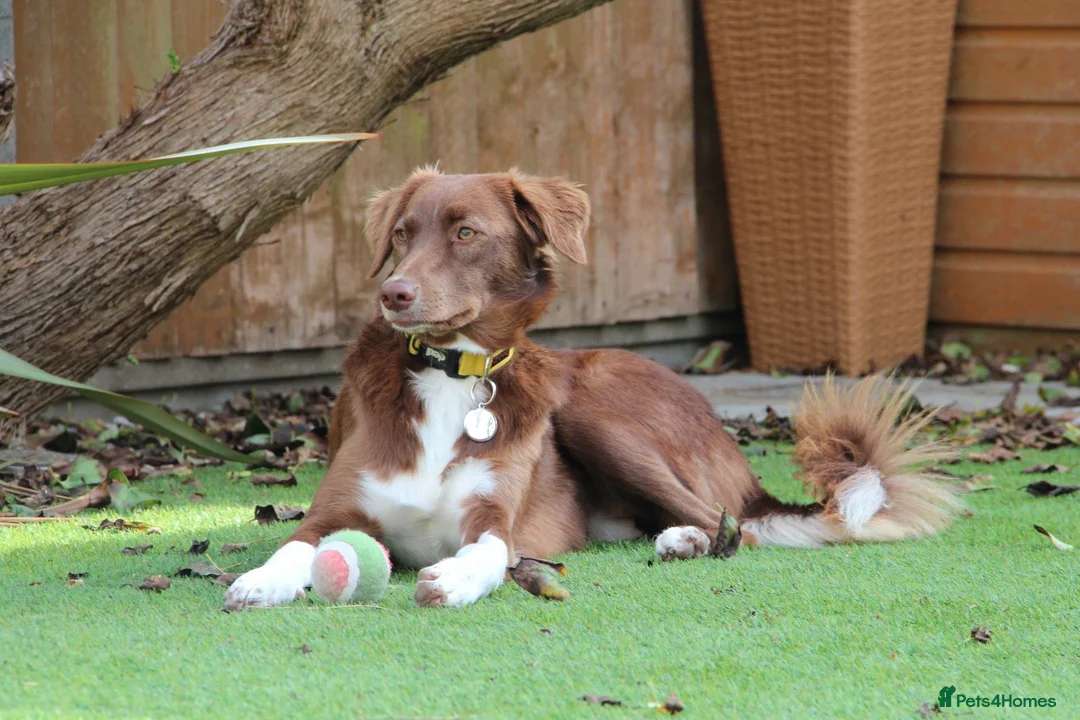 Mixed Breed dogs for sale: Lovely Gem needs her family  in Aldershot - Advert 1