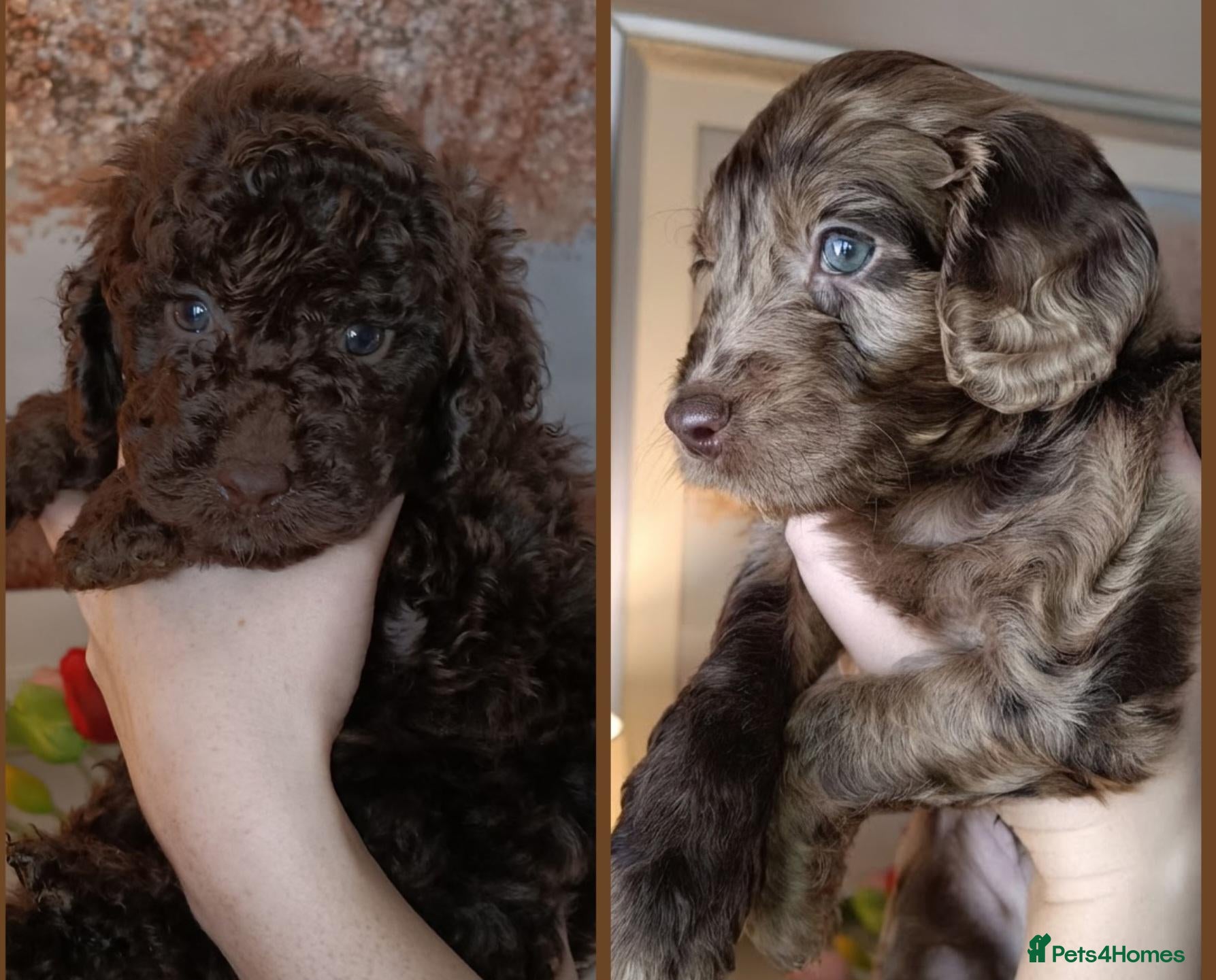 Cockapoo dogs for sale: Gorgeous merle and chocolate Cockapoos. - Advert 3