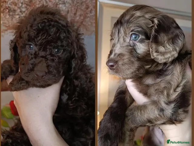 Cockapoo dogs for sale: Gorgeous merle and chocolate Cockapoos. - Advert 8