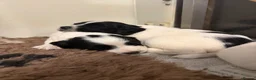 English Springer Spaniel dogs for sale: KC registered working springer spaniel puppies  - Advert 17