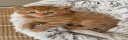 Mixed Breed cats for sale: Stunning kittens from a Maine Coon cross mum - Advert 25