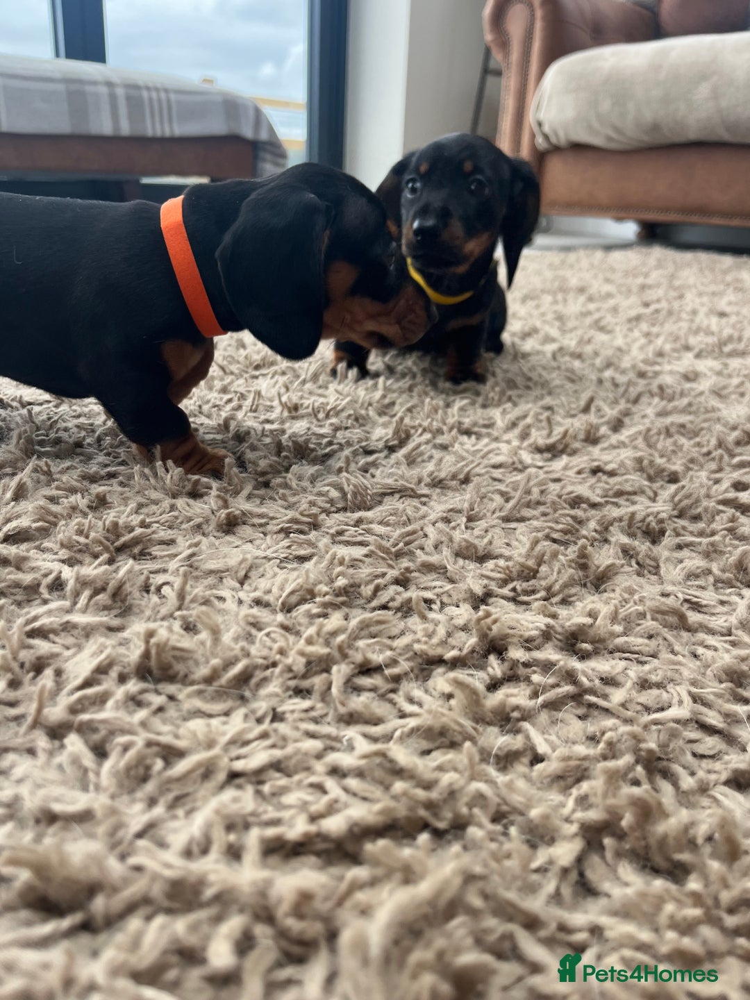 Miniature Dachshund dogs for sale: One beautiful Beautiful girl left  💜🐶  - Image 22