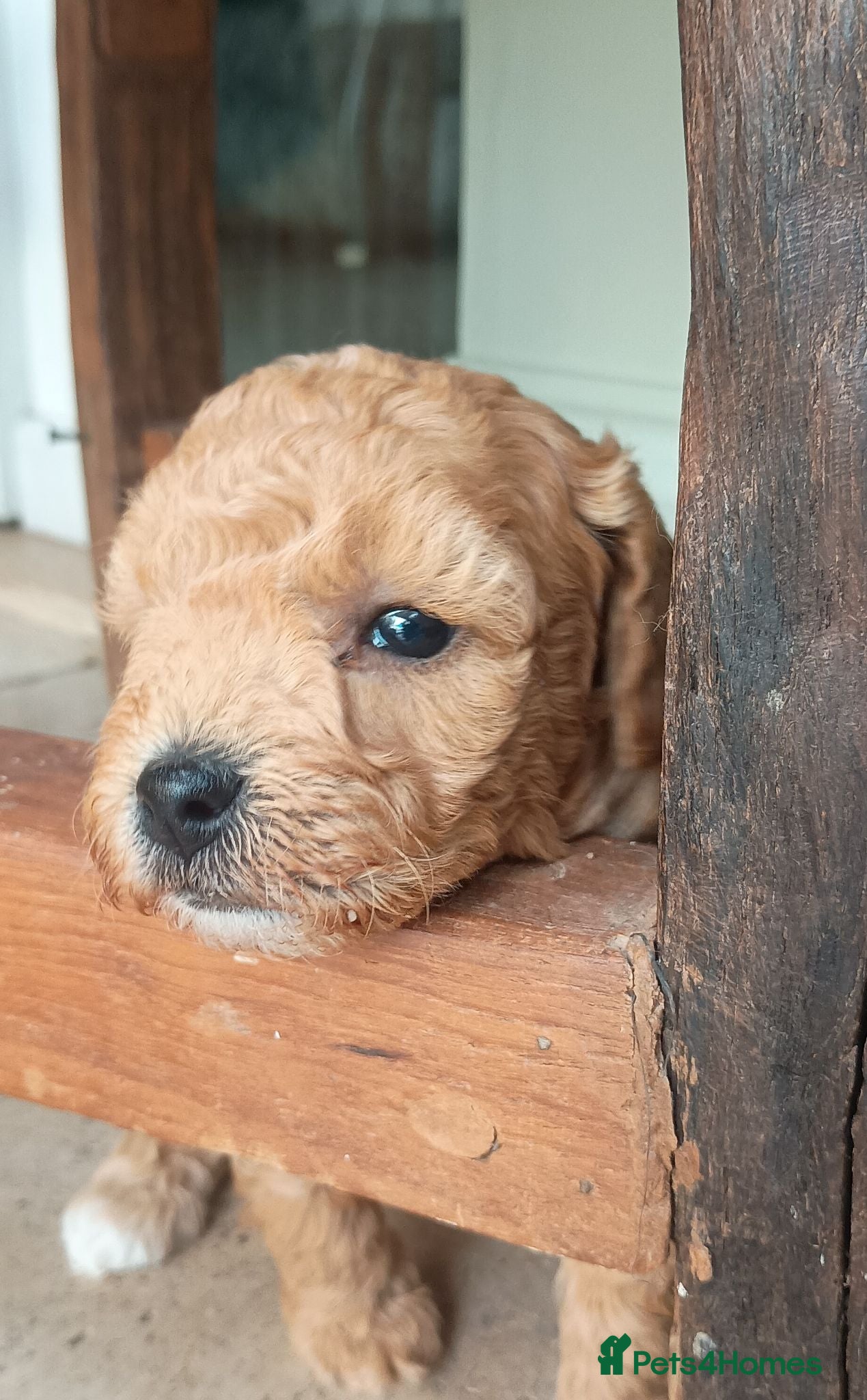 Cavapoo dogs F1BB Cavapoo pups - Advert 1