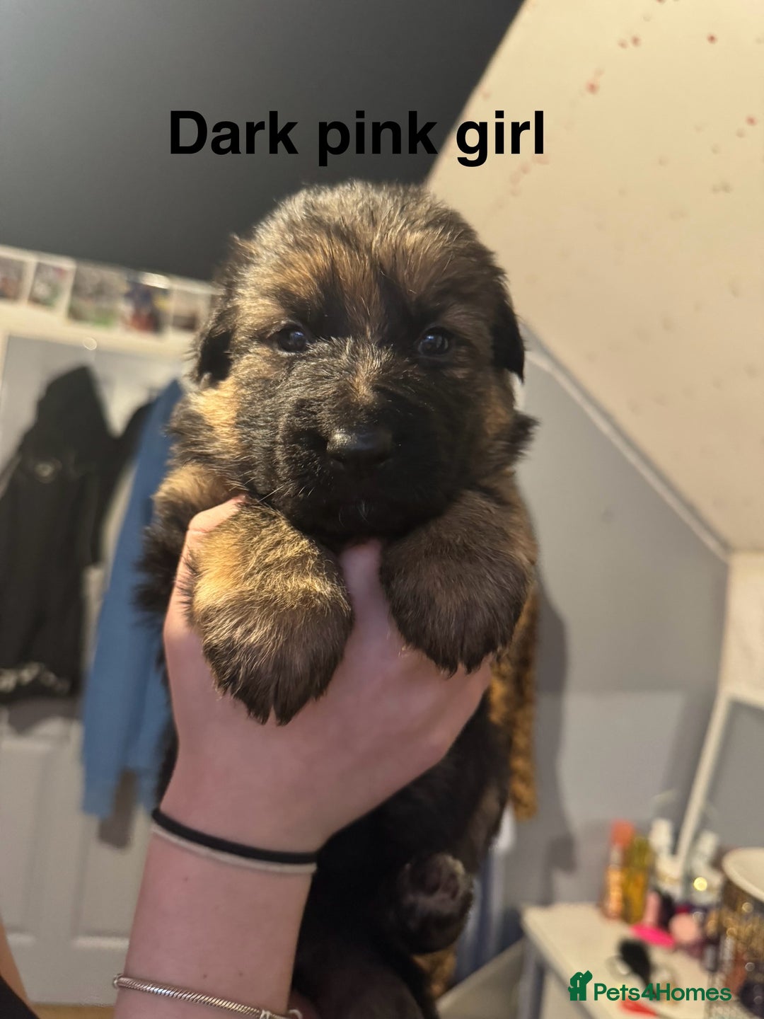 German Shepherd dogs for sale: Gorgeous German shepherd pups - Advert 11