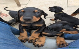 Dobermann dogs for sale: Beautiful doberman puppies ready for foreve homes  - Image 5