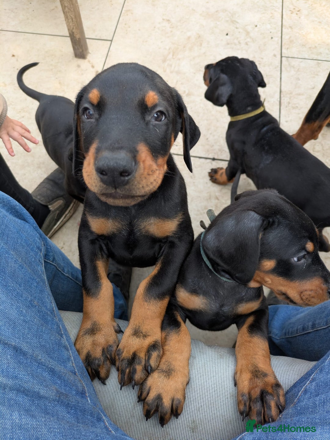 Dobermann dogs for sale: Beautiful doberman puppies ready for foreve homes  - Image 5
