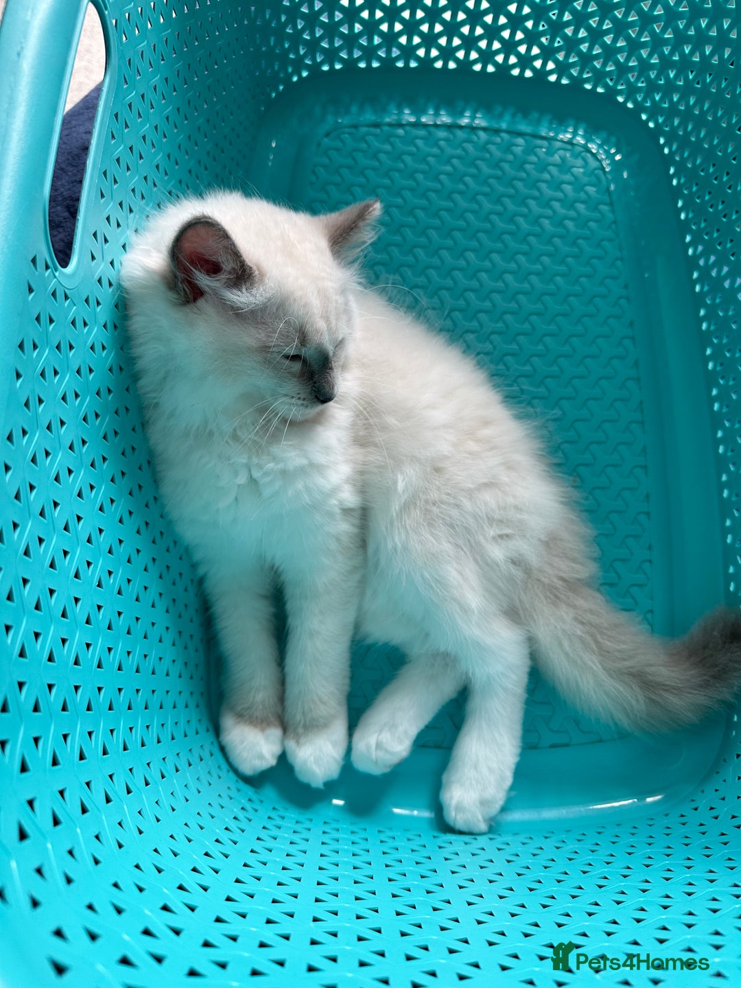 Ragdoll cats for sale: Ragdoll kitten boy, READY TO LEAVE in Bournemouth - Image 4