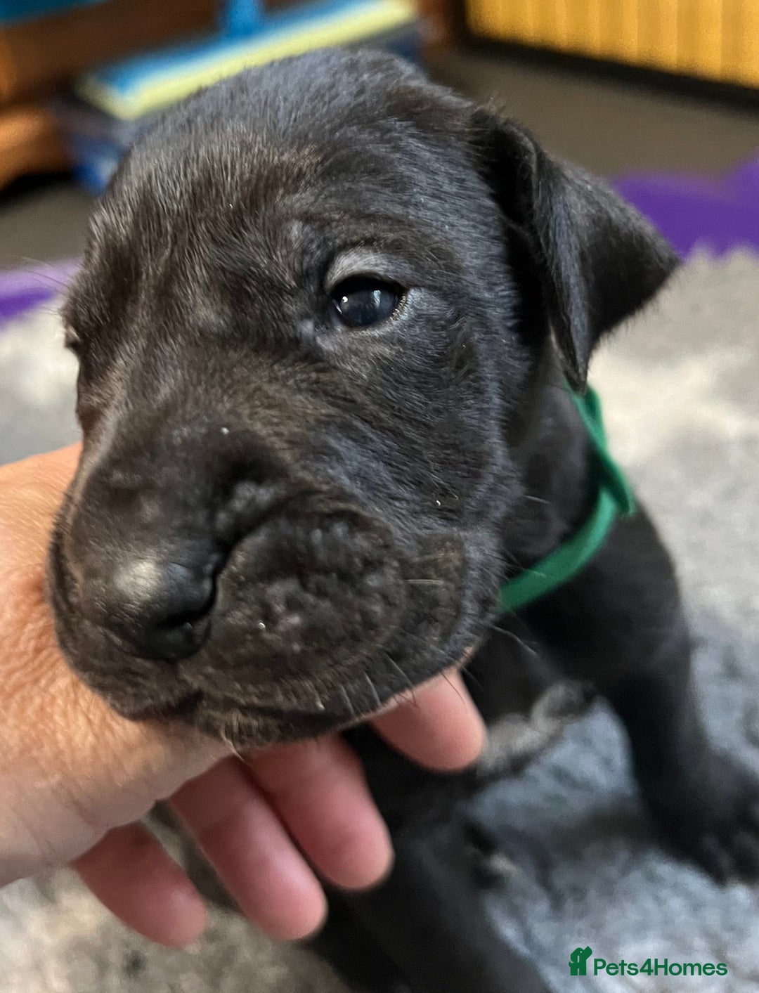 Great Dane dogs for sale: Great Dane pups our own 4th Generation  - Image 24