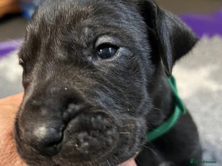 Great Dane dogs - Advert 4