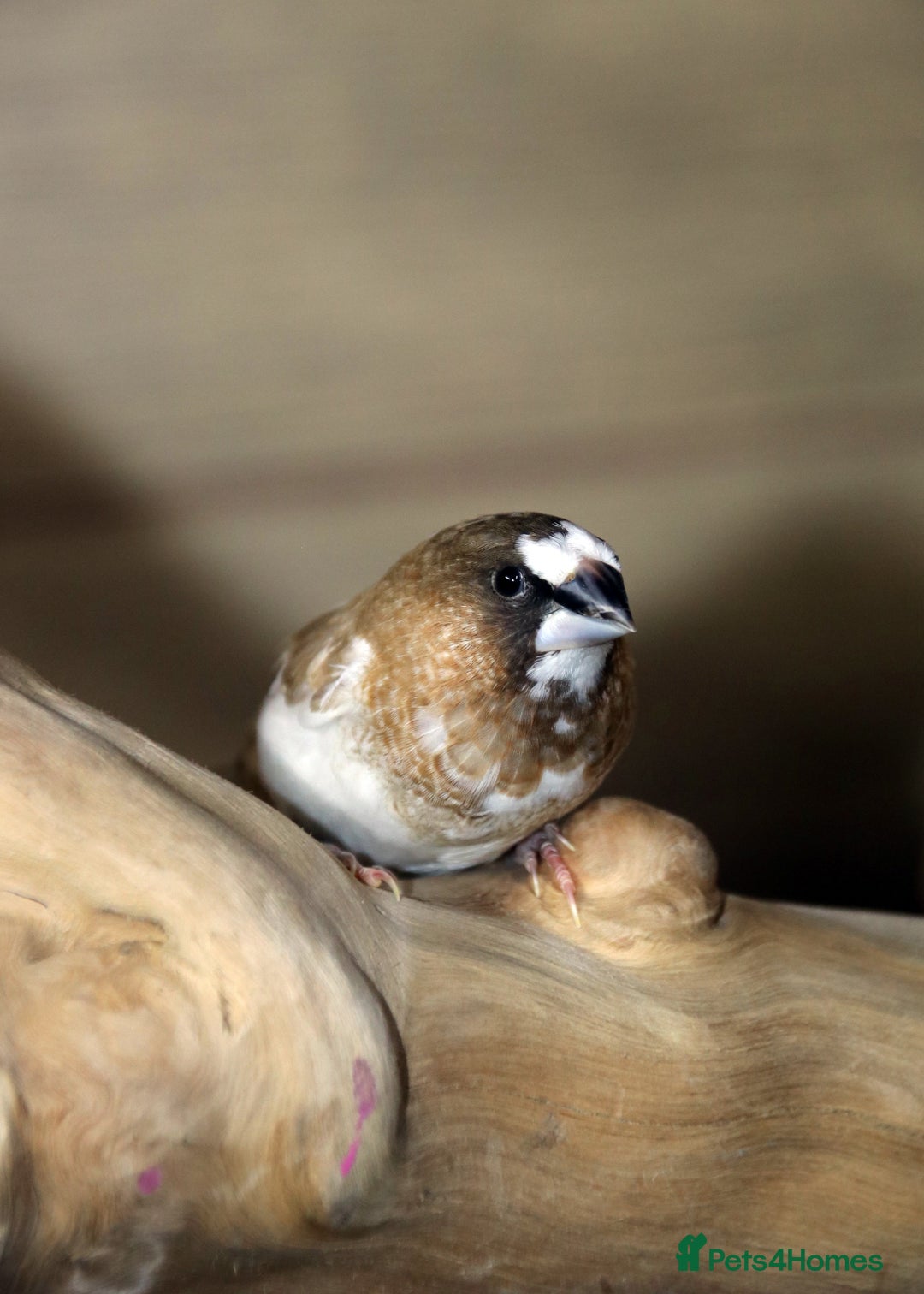 Parrots birds for sale: Talking Parrot and bird Available - Advert 24