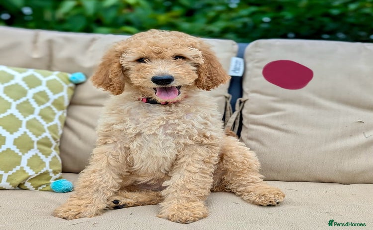 Irish Doodle dogs - Advert 3