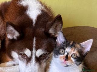 Mixed Breed cats Kittens from half Siamese mum - Advert 2