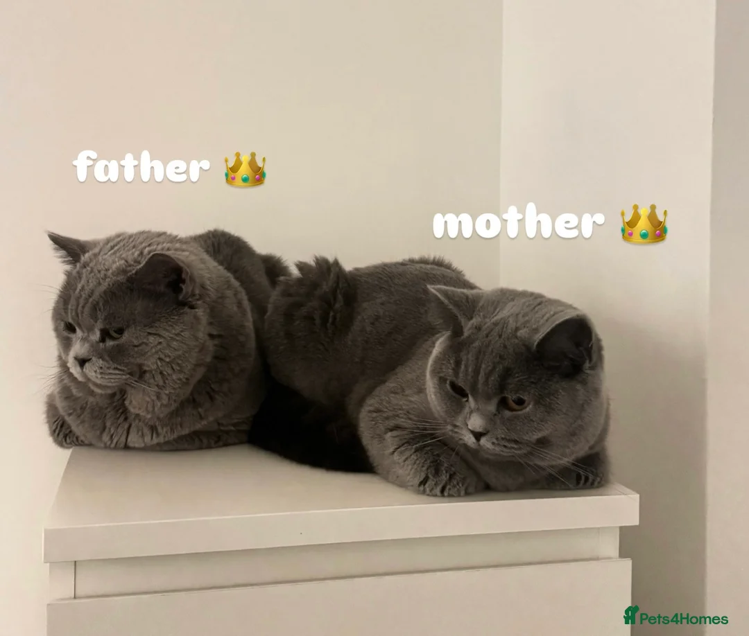 British Shorthair cats for sale: LAST ONE! GORGEOUS BRITISH SHORTHAIRS - Advert 8