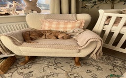 British Shorthair cats for sale: Our wonderful boy, Ferguson for sale  - Advert 7