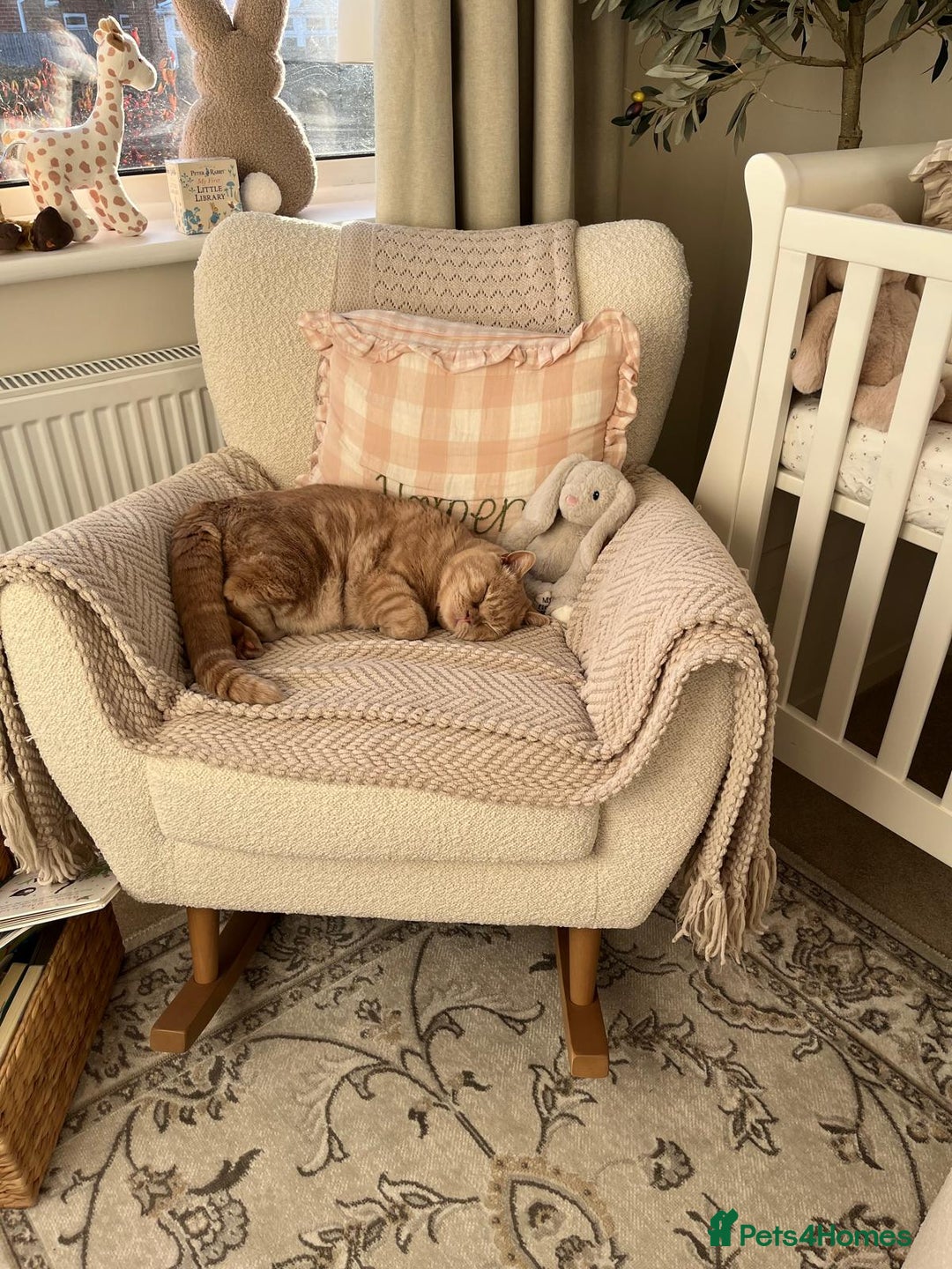 British Shorthair cats for sale: Our wonderful boy, Ferguson for sale  - Advert 7