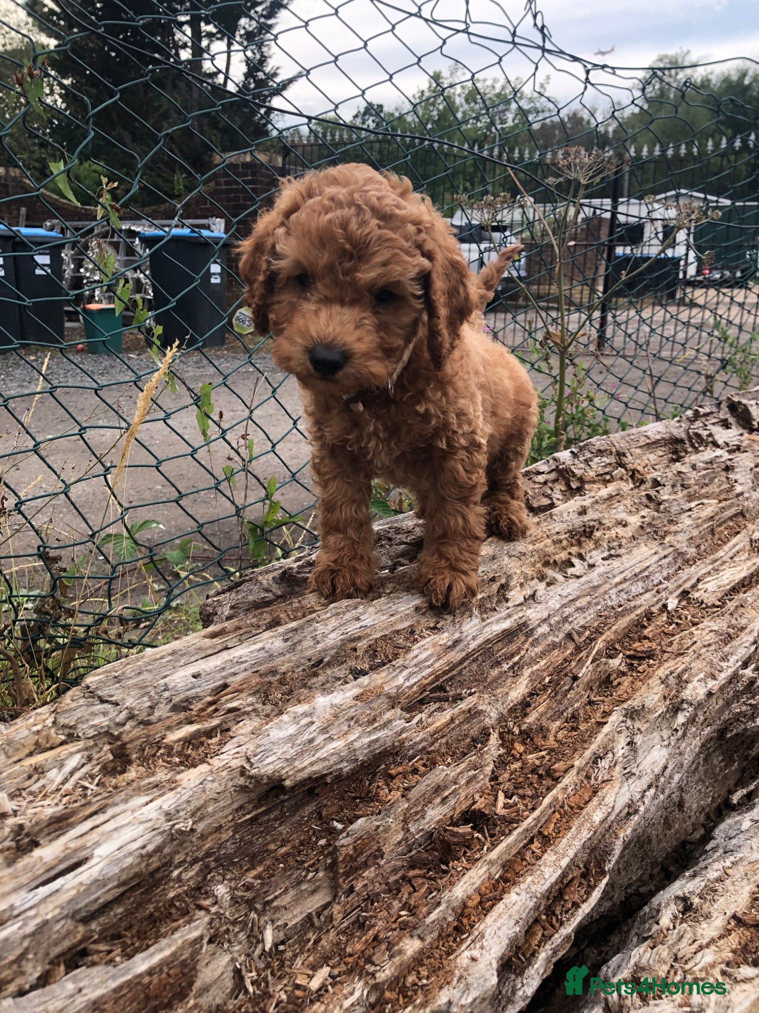 Cockapoo dogs Curly cockatoo ready now  - Advert 8