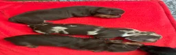 Miniature Dachshund dogs for sale: Superb quality KC registered Miniature Dachshunds - Advert 2