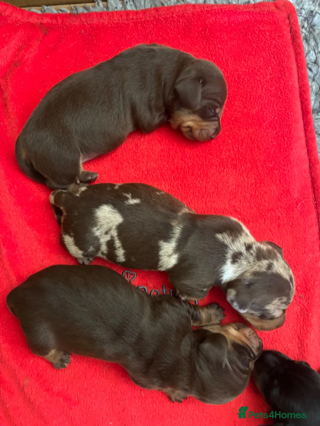 Miniature Dachshund dogs for sale: Superb quality KC registered Miniature Dachshunds - Advert 2