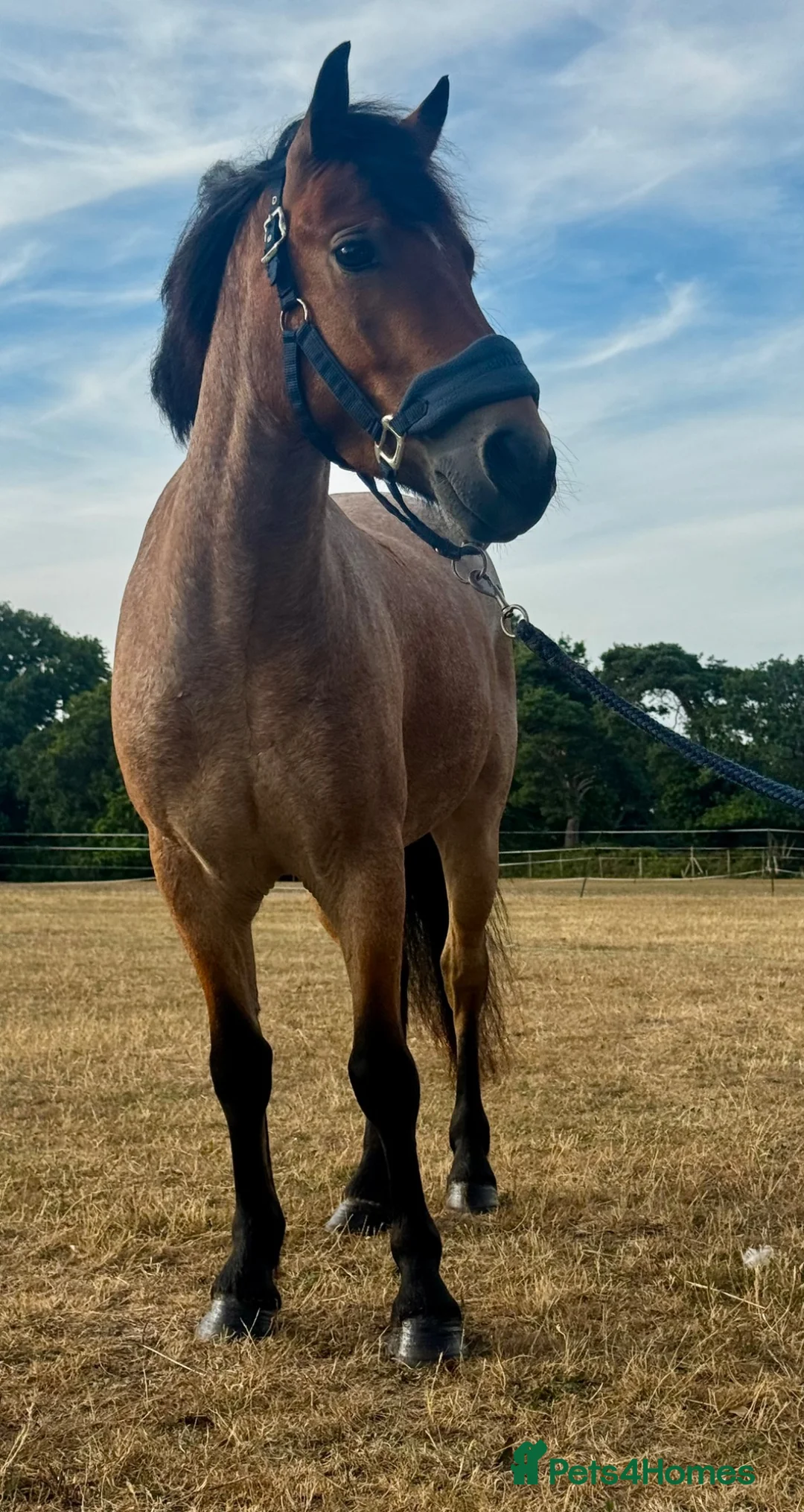 New Forest horses for sale: Smart 4 Year Old PB NF Gelding - Advert 8