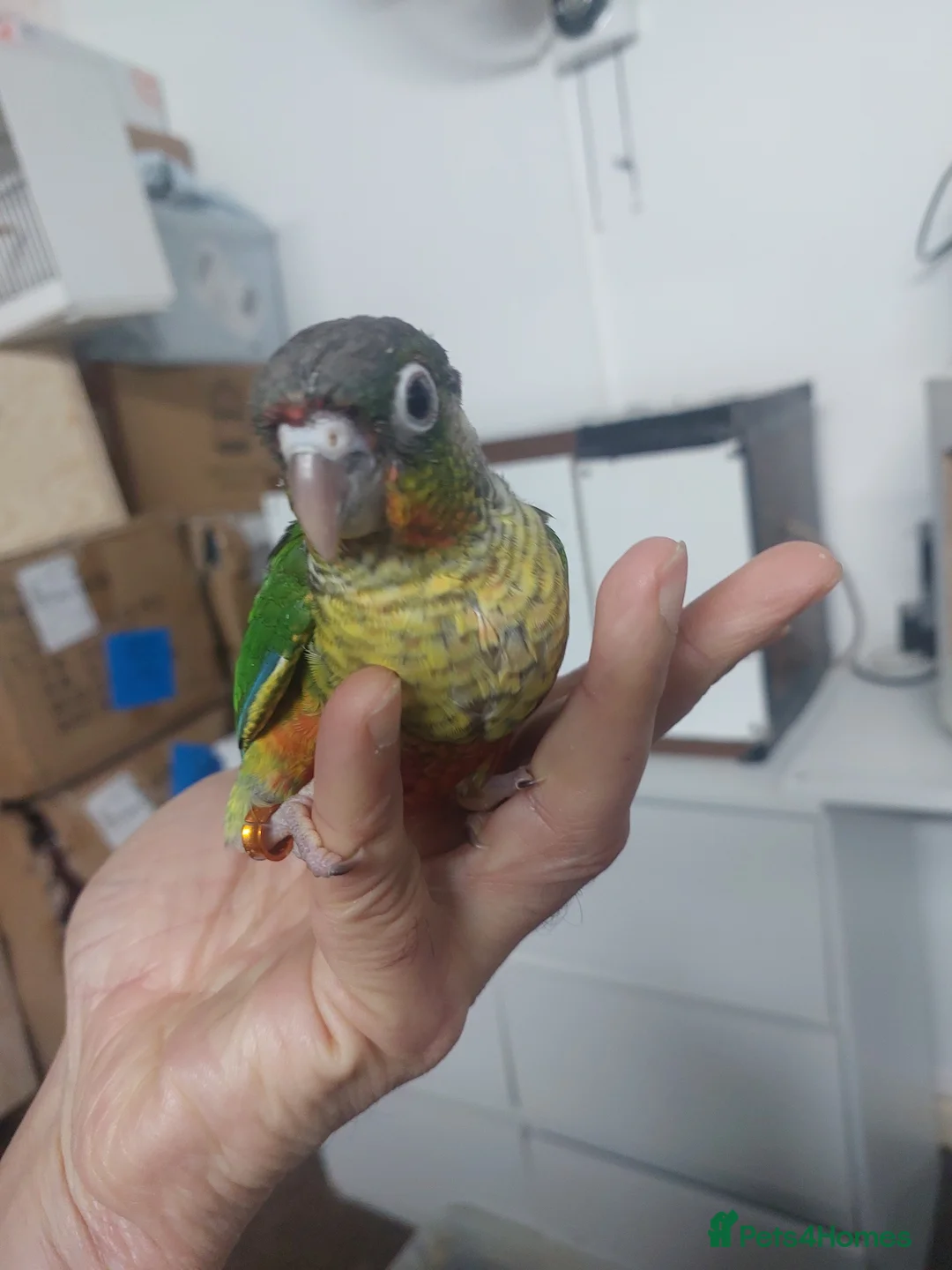 Conures birds for sale: Hand reared super tame conure  - Advert 7