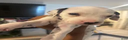 Dalmatian dogs for sale: 🐾 Stunning KC Pedigree Dalmatian Puppies 🐾 - Advert 12