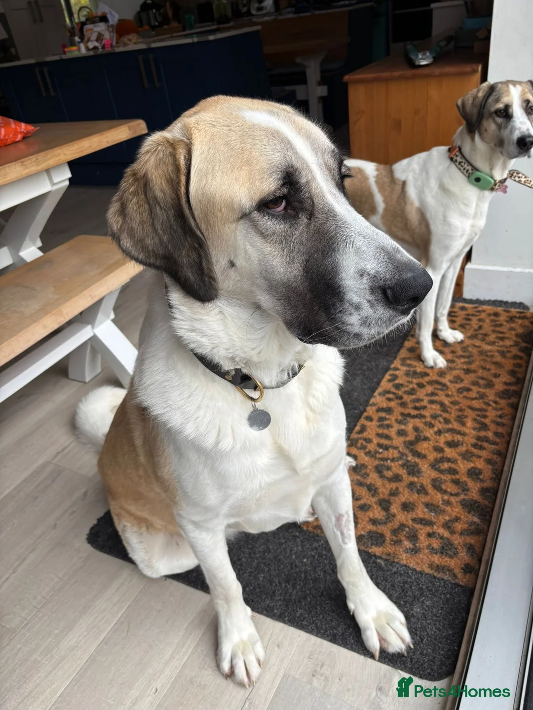 Mixed Breed dogs for adoption: Dexter The Gentle Giant ❤️ - Advert 2