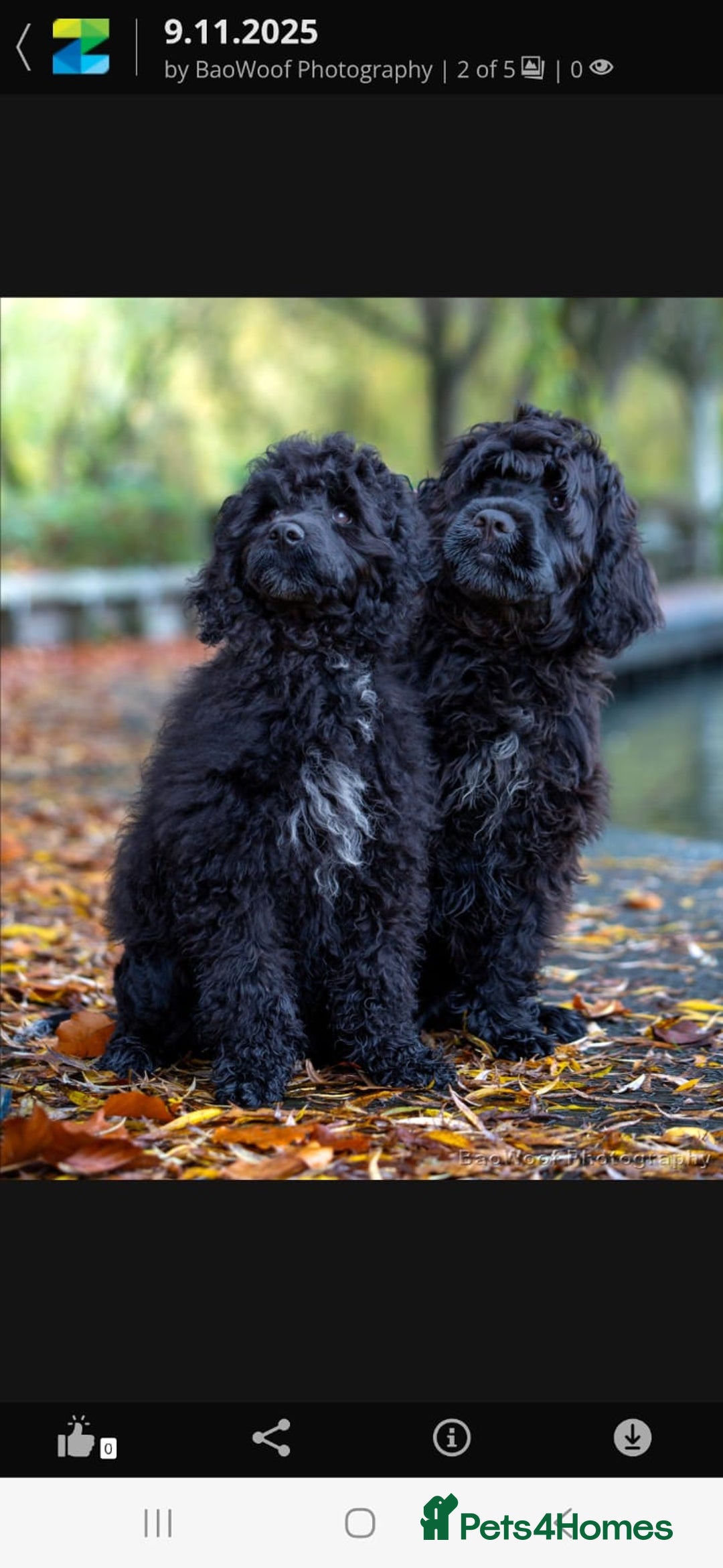 Portuguese Water Dog dogs for sale: Portuguese Water Dog Puppy–Boy Available Now - Advert 3