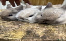 Netherland Dwarf rabbits for sale: Rare Colours Netherland Dwarfs - Image 10