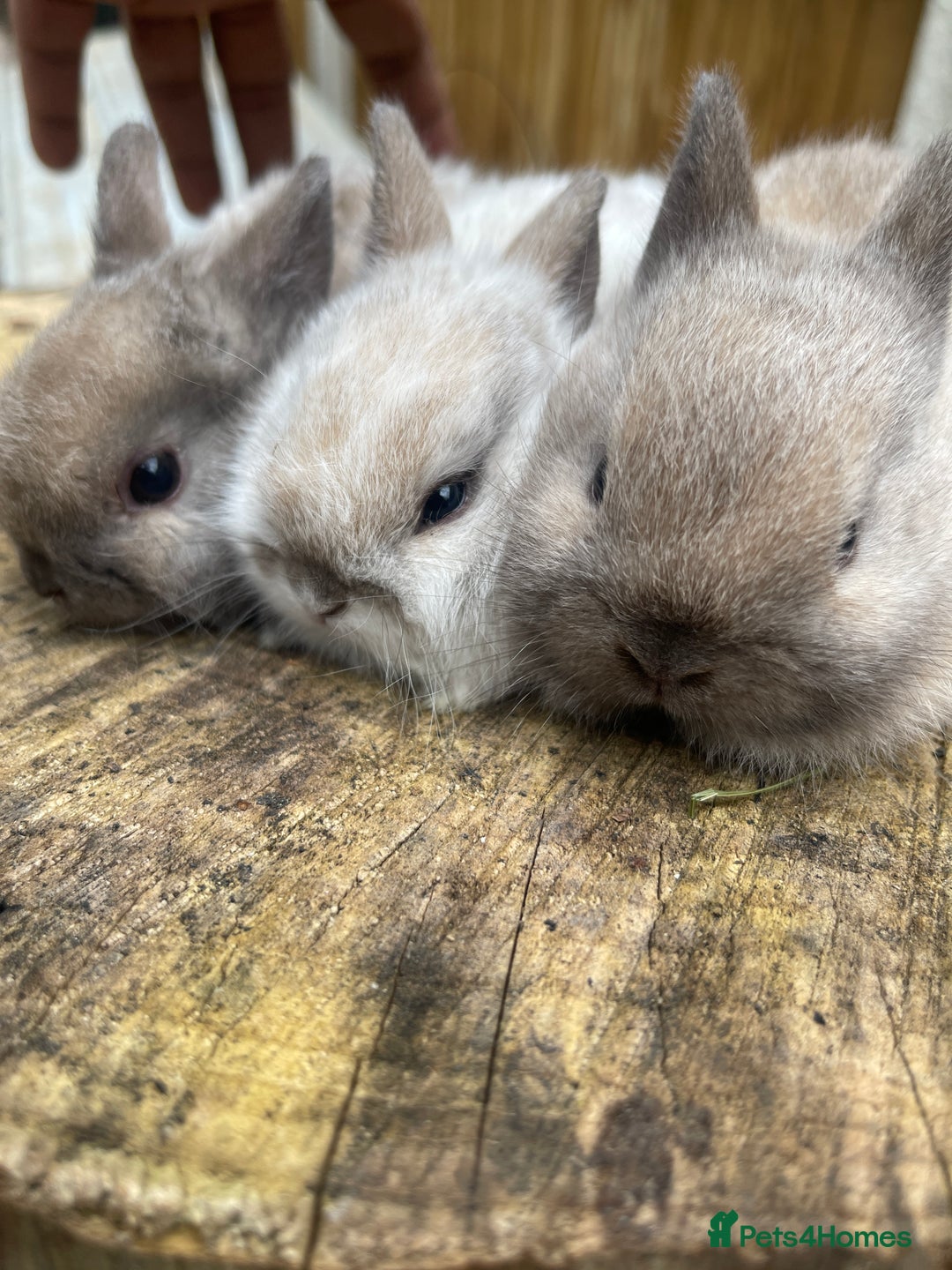Netherland Dwarf rabbits for sale: Rare Colours Netherland Dwarfs - Image 10