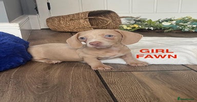 Miniature Dachshund dogs - Advert 3