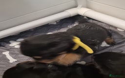 Rottweiler dogs for sale: Rottweiler  - Image 14