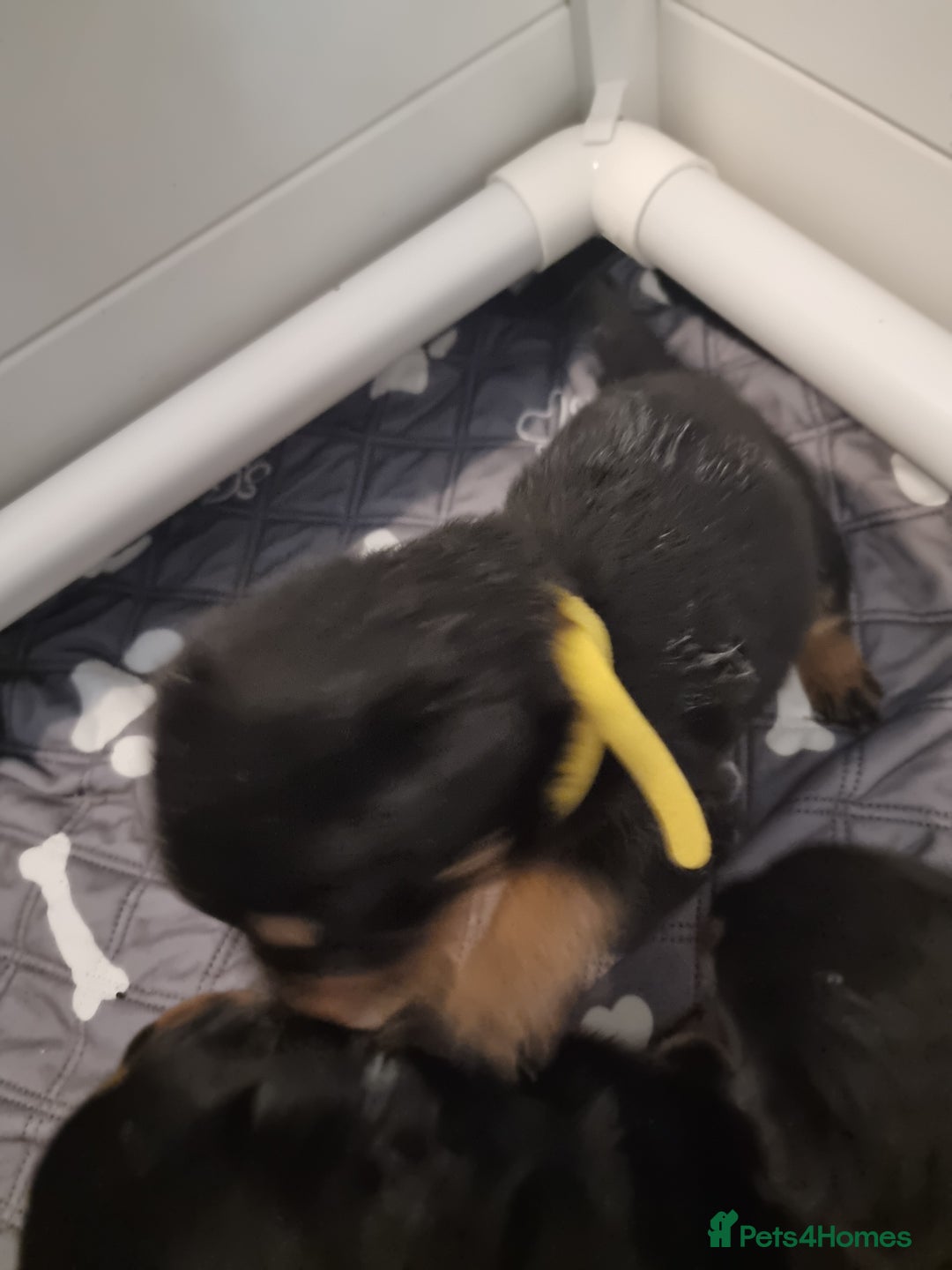 Rottweiler dogs for sale: Rottweiler  - Image 14