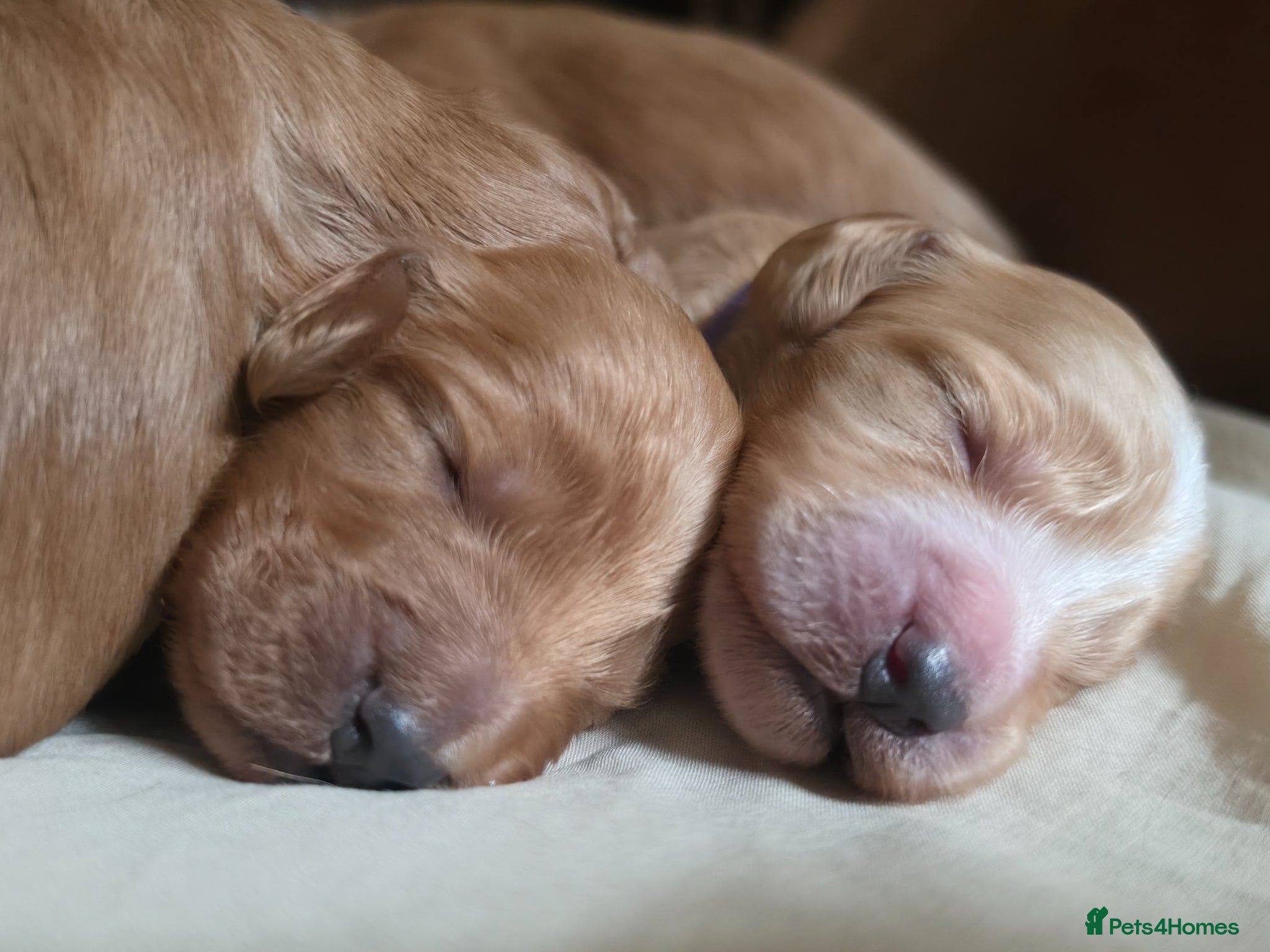 Cockapoo dogs for sale: Gorgeous F1 Cockapoo puppies  in Mansfield - Advert 4
